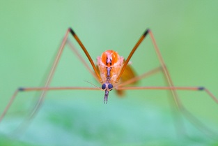 Ce trebuie să știți despre focalizarea în fotografierea macro