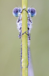 Ce trebuie să știți despre focalizarea în fotografierea macro