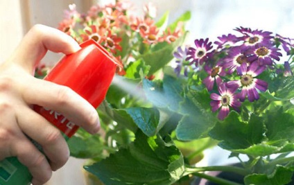 Ce trebuie să știți despre dăunătorii plantelor de interior