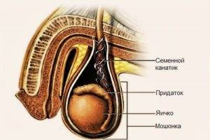 Mi a spermatikus zsinór és a spermatikus kötél részei, a spermatikus kötél elemei és funkciói