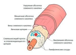 Care este cordonul spermatic și părți ale cordonului spermatic, elementele și funcția cordului spermatic