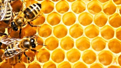 Mi a méhek tánca és milyen funkcióval látja el a videó- ​​és fotófelvételeket?