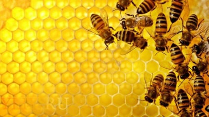 Ce este dansul albinelor și ce funcție efectuează recenzia video și foto?