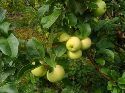 Ceea ce afectează fructarea mărturiilor de măr