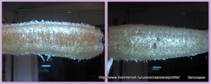 Miracol-burete din grădină sau să crească un loofah natural (loofah - tărtăcuță de șuncă)