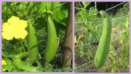 Miracol-burete din grădină sau să crească un loofah natural (loofah - tărtăcuță de șuncă)