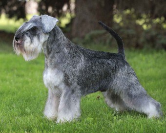 Schnauzerul miniatural este un câine mic, cu o abilitate și caracter caracteristică puternică