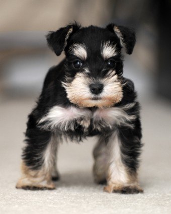 Schnauzerul miniatural este un câine mic, cu o abilitate și caracter caracteristică puternică