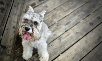 Schnauzerul miniatural este un câine mic, cu o abilitate și caracter caracteristică puternică