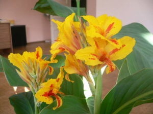 Cannes flori la domiciliu în creștere, plantare