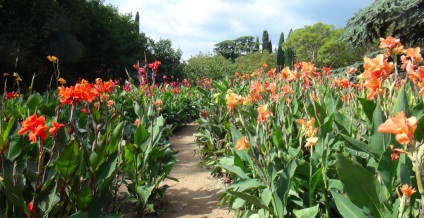 Cannes flori la domiciliu în creștere, plantare