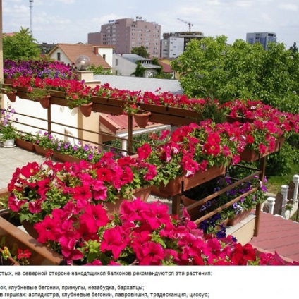 Flori pe balcon cea mai bună colecție de fotografii cum să decorezi balconul