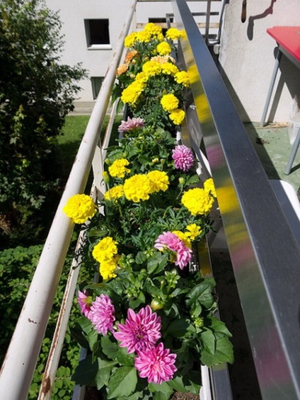 Flori pe balcon cea mai bună colecție de fotografii cum să decorezi balconul