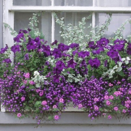 Flori pe balcon cea mai bună colecție de fotografii cum să decorezi balconul