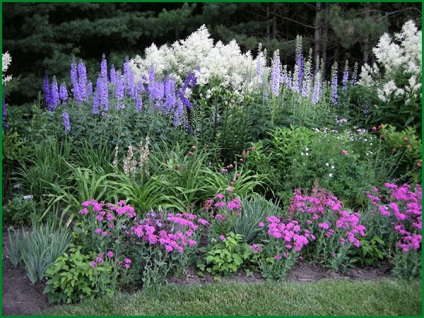 Delphinium évelő ültetés és szabadtéri ellátás fotó