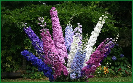 Delphinium plantare perene și îngrijire în aer liber fotografie