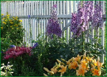 Delphinium plantare perene și îngrijire în aer liber fotografie