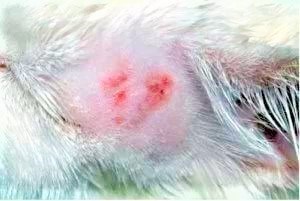 Dermatită la câini, diagnoza pisicilor, tratament, sfaturi veterinare