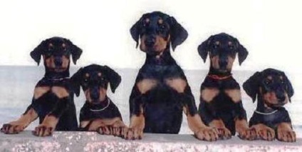 Doberman Pinscher istorie și descrierea rasei