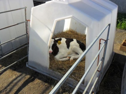 Cabane pentru viței - cumpărați de la producător, gk 