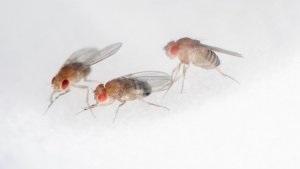 Drosophila cât de mulți trăiesc fără hrană și ciclul lor de viață