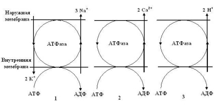 Pompe de ioni electrogen - stadopedia