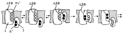 Pompe de ioni electrogen - stadopedia