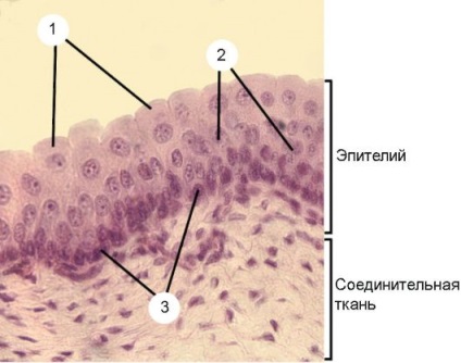 Țesuturile epiteliale