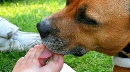 Dacă câinele îți linge fața și mâinile, înseamnă că vrea să spună ceva