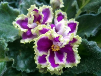 Violete dintr-o petală blândă, specii și soiuri