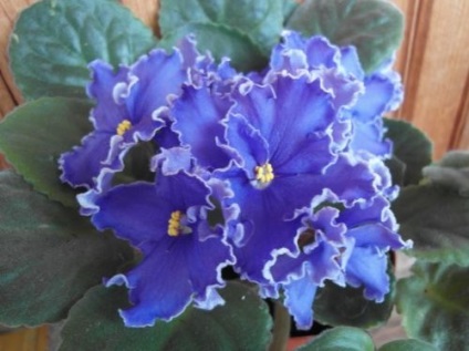 Violete dintr-o petală blândă, specii și soiuri