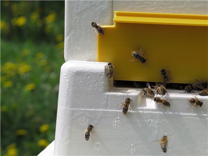 Experiența albinei de exploatare în furaj