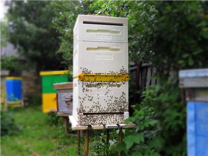 Beeh-box tapasztalat a méhészetben való kizsákmányolásról