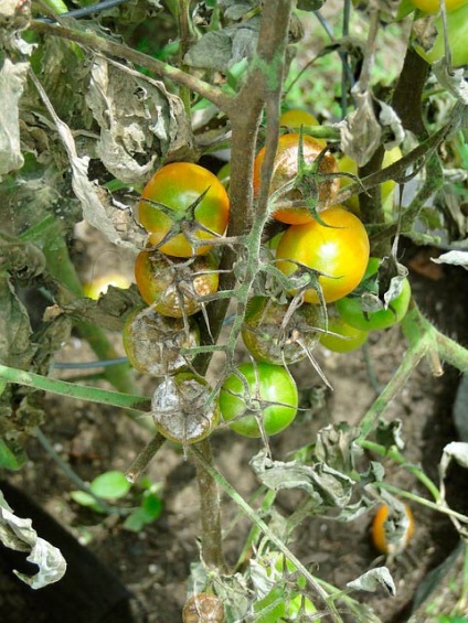 Phytophthora în motive de seră din policarbonat, ce să faci și cum să lupți cu fotografii și video - eetplitsa