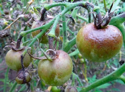 Phytophthora în motive de seră din policarbonat, ce să faci și cum să lupți cu fotografii și video - eetplitsa