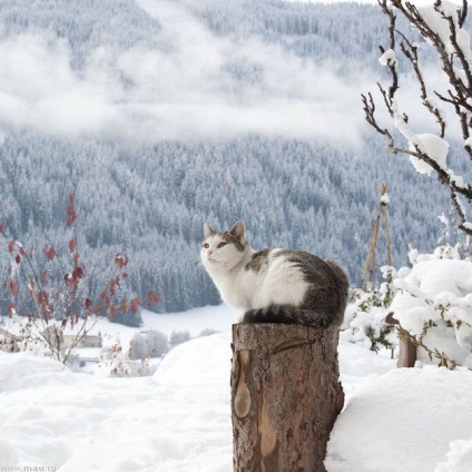 Galerie foto - pisici și copii - fotografie amuzantă a pisicilor