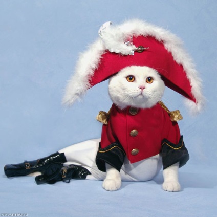 Galerie foto - pisici și copii - fotografie amuzantă a pisicilor