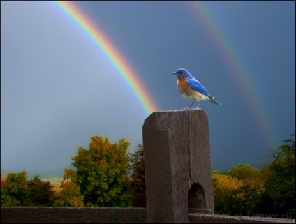 Imagini Rainbow sau cum să vă inspirați, un blog despre fotografie și microstock-uri