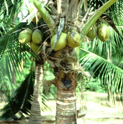 În cazul în care nucă de cocos crește habitat de nucă de cocos