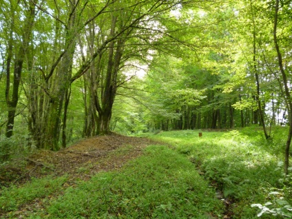 Pălăria montană și pintenii ei