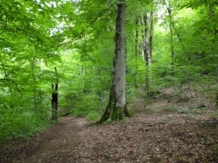 Pălăria montană și pintenii ei