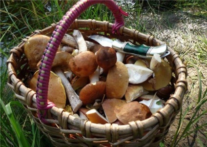 Ciuperci din regiunea Saratov (55 de fotografii) timp de colectare pe urals, comestibil, 2016, descriere
