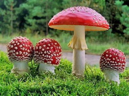 Ciuperca acționează agaric