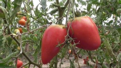 Soiuri de tomate nedeterminate pentru teren deschis