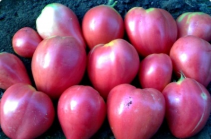 Soiuri de tomate nedeterminate pentru teren deschis