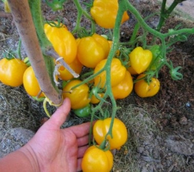 Soiuri de tomate nedeterminate pentru teren deschis