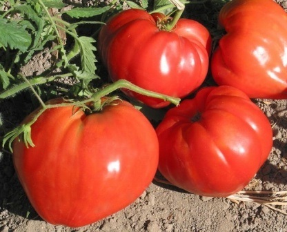 Soiuri de tomate nedeterminate pentru teren deschis