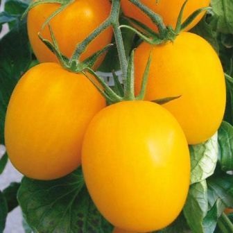 Soiuri de tomate nedeterminate pentru teren deschis