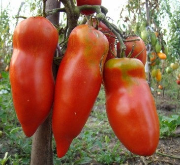 Soiuri de tomate nedeterminate pentru teren deschis