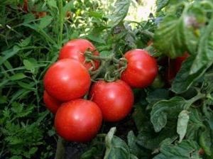 Soiuri de tomate nedeterminate pentru teren deschis